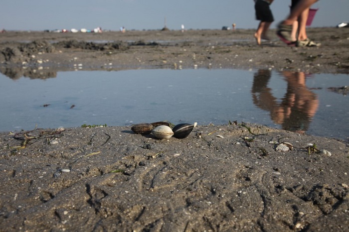 Gîte close to oyster fishing
